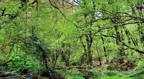 Ballyhoura Farm Escape Experience with Alpacas & Fairy Forest - Image 5