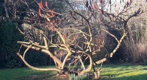 Un grand jardin en ville. Chez Guy - Image 5