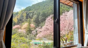 Sakura House 高知駅車で20分-豊かな自然を味わう山の一棟貸し - Image 2