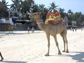 Kenya Bay Beach Hotel - Image 4