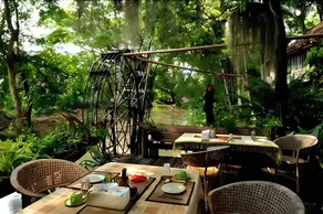 Fern Paradise - Image 5