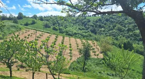 La Paulotta - Image 5