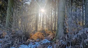 Gemütliche 1-Zimmer-Wohnung im Hildesheimer Wald - Image 3