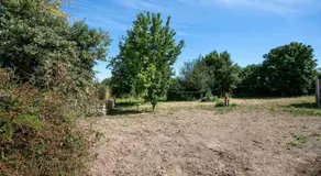 Glycine - Image 5