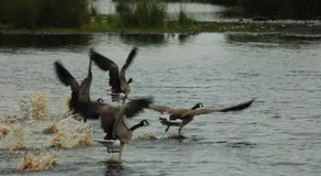 Stichting Veenloopcentrum Weiteveen - Image 5