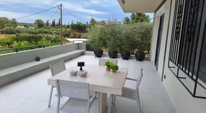 Orange Tree - Image 5
