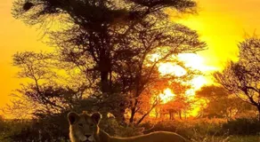 Mara Sidain lodge - Image 4