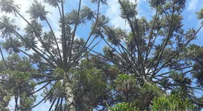 Recanto do Ipê - Image 5