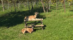 Ferienwohnungen im Weinhof Martin - Image 4