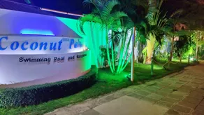Coconut Palms - Image 4