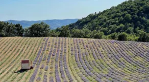 Le Vieil Aiglun - Image 3
