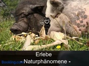 Kleine einzigartige Ferienwohnung auf dem Bauernhof, direkt in der Natur mit Blick auf Schloss Braunfels - Image 1