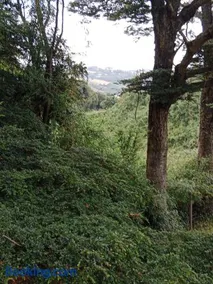 Willipeuma - Image 2