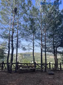 Horizon Pines - Image 4
