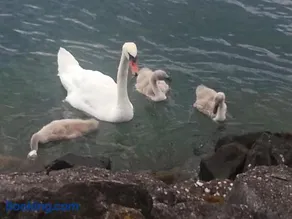 Au bord du Lac Léman - Image 2