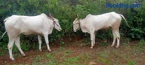 Shravani Farms - Image 2