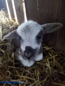 Agroturystyka u Asi - Weekend Blisko Przyrody & Slow Food - Image 4