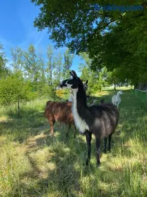 La Ferme des Lamas Dordogne - Image 1