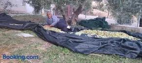 3 Olive Trees - Sithonia - Image 1