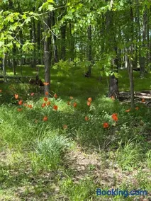 Woodland Hideaway - Image 2