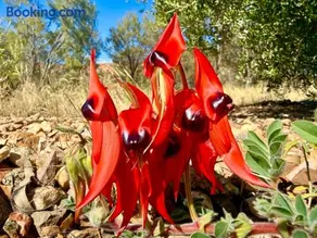 Nature of Alice - Bush Retreat - Image 3
