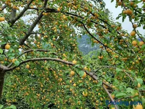 Ferienwohnungen im Griachalgarten - Chiemgau Karte - Image 3