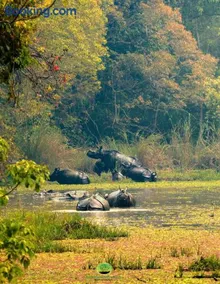 Chitwan Gaida Lodge - Animal Lovers & Birdwatchers Paradise - Image 3