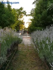 Falco Bianco - Image 1