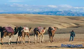 camel riding - Image 1