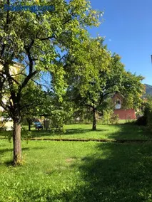 Löwenzahn - Image 2