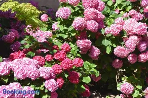 Les Hortensias - Image 1