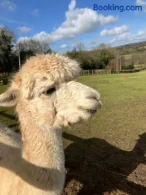 Glamping with Alpacas! - Alton Towers - Image 4