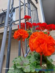 Camelia's Unterkunft - Image 1