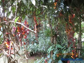 Chalé dos Gnomos - Image 2