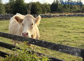 Ballyforan Cottage 5BR Galway Roscommon - Image 3