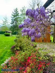 Alpi Liguri - Villa Giulia - Image 4