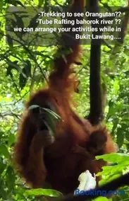 ETALAUSER Jungle Gate EcoResort Bukit Lawang - Image 2