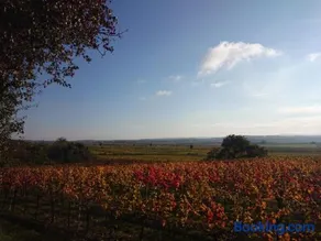 Weingut Wagner - Image 3