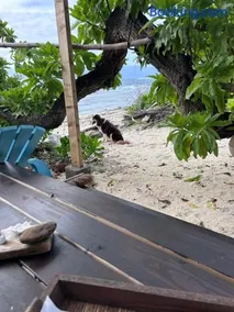 Ocean Side Bungalow - Image 3
