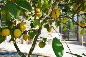 Dimora Storica Villa Pasquale Capri - Image 2