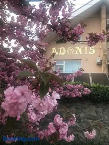 Adonis - Image 2
