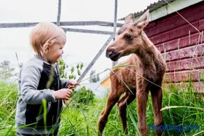 Moose Garden - Image 4