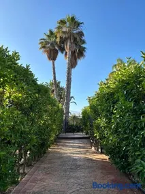 Homi - Image 2