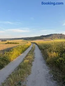Un mar de pinares - Image 2
