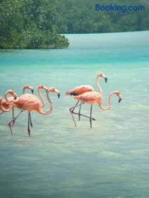 Aura De Rio - Image 2