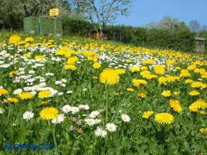 Ferienwohnungen "allerleigrün" - Image 2