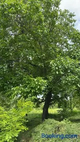 Villa Ciortea - Image 1