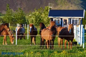 Akurgerði Guesthouse 2 - Country Life Style - Image 2