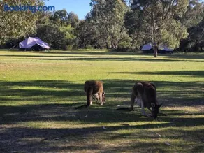 Wilderstay Glamping - Yanchep National Park - Image 2