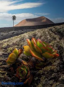 LANZAROTE Casa Volcánica-Anclada sobre la lava del volcán - Image 4